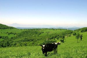 乳用牛の飼育数・生乳生産量ともに東北で1位の町